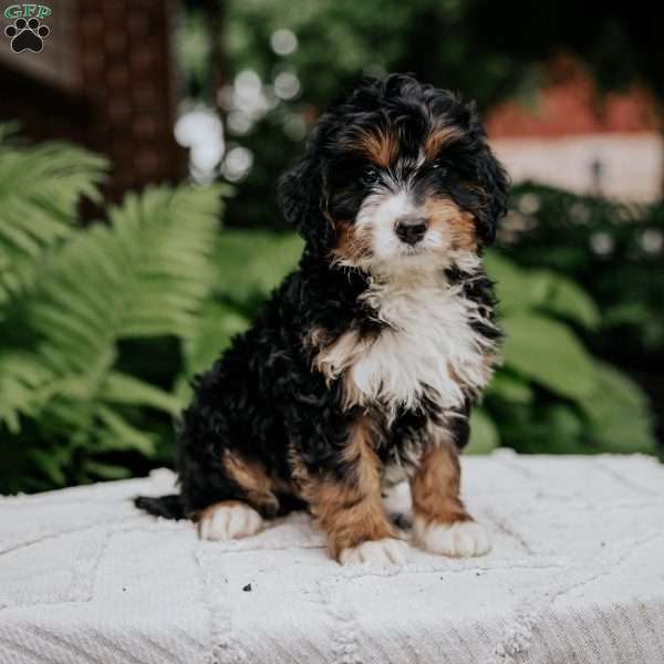 Calvin, Mini Bernedoodle Puppy