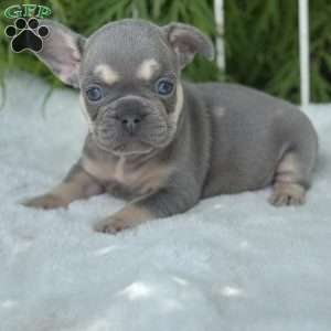 Banjo, French Bulldog Puppy