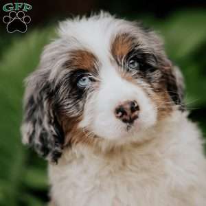 Chuck, Mini Bernedoodle Puppy