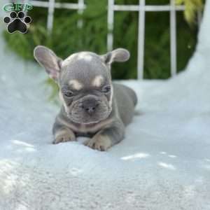 Banjo, French Bulldog Puppy