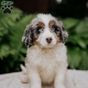 Chuck, Mini Bernedoodle Puppy