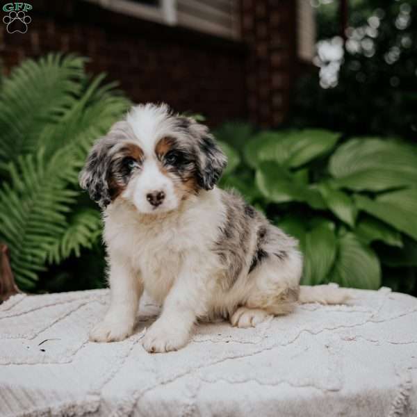 Chuck, Mini Bernedoodle Puppy