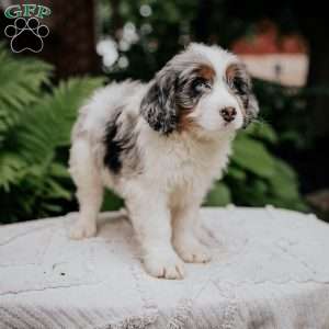Chuck, Mini Bernedoodle Puppy