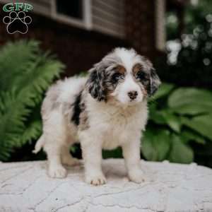 Chuck, Mini Bernedoodle Puppy