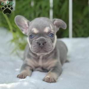 Banjo, French Bulldog Puppy
