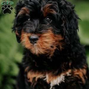 Cleo, Mini Bernedoodle Puppy