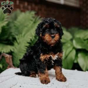 Cleo, Mini Bernedoodle Puppy