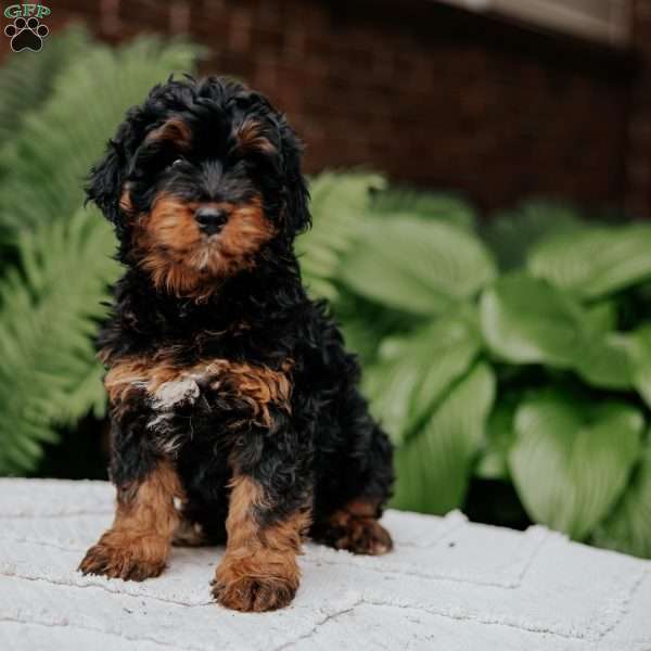 Cleo, Mini Bernedoodle Puppy
