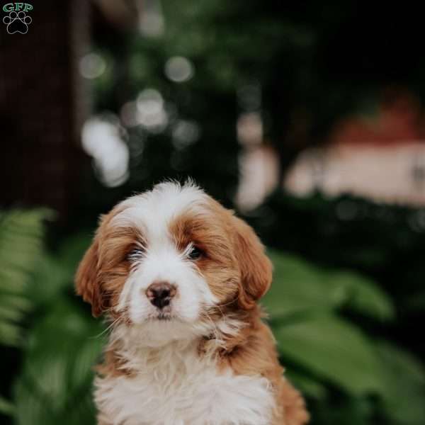 Cliff, Mini Bernedoodle Puppy