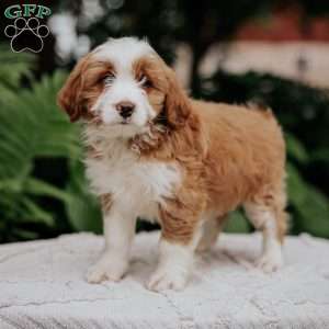 Cliff, Mini Bernedoodle Puppy