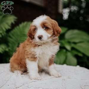 Cliff, Mini Bernedoodle Puppy