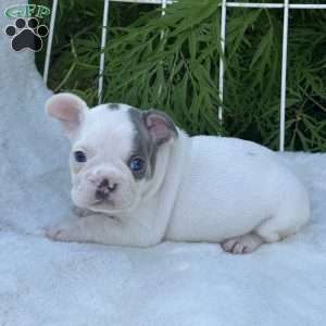 Blaze, French Bulldog Puppy