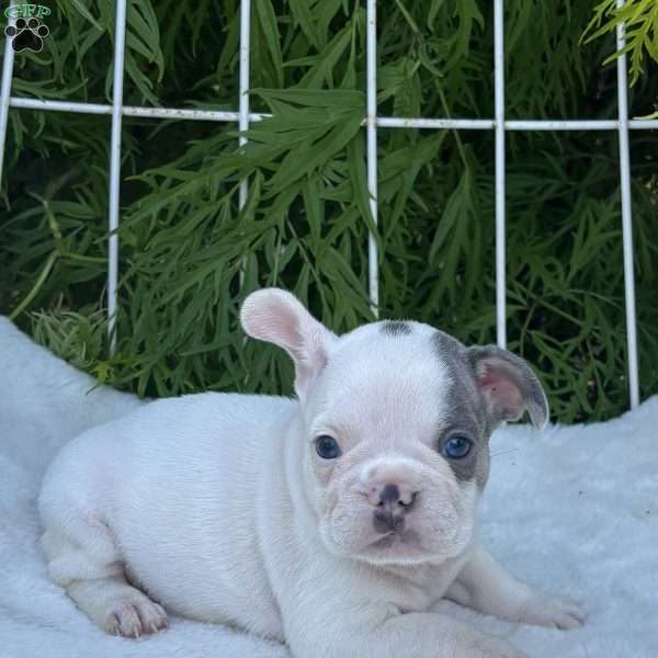 Blaze, French Bulldog Puppy