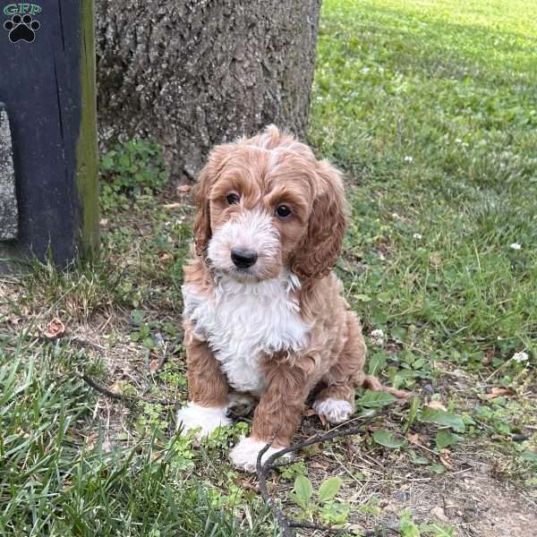 Marshall, Mini Goldendoodle Puppy