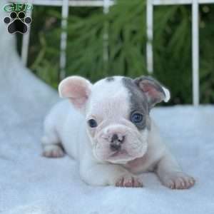 Blaze, French Bulldog Puppy