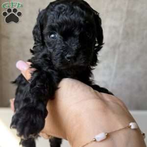 Tiny Daisy, Toy Poodle Puppy