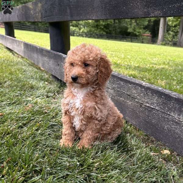Teddy, Mini Goldendoodle Puppy