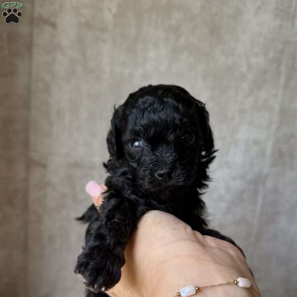Tiny Daisy, Toy Poodle Puppy
