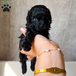 Tiny Daisy, Toy Poodle Puppy