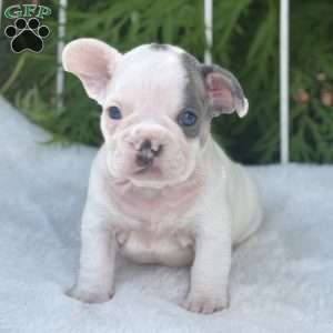 Blaze, French Bulldog Puppy