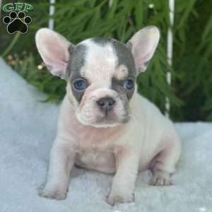 Brandy, French Bulldog Puppy