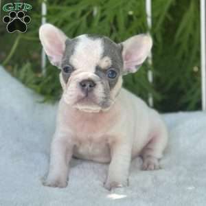 Brandy, French Bulldog Puppy