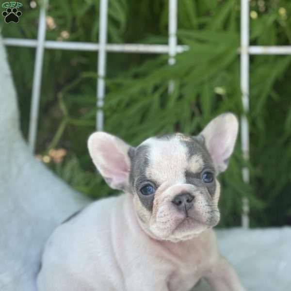 Brandy, French Bulldog Puppy