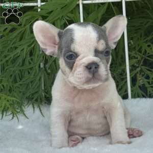 Brandy, French Bulldog Puppy