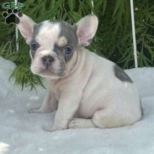 Brandy, French Bulldog Puppy