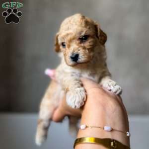 Tiny Denim, Toy Poodle Puppy
