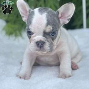 Brandy, French Bulldog Puppy