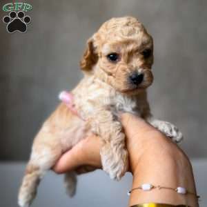 Tiny Denim, Toy Poodle Puppy