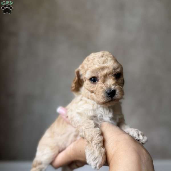Tiny Denim, Toy Poodle Puppy
