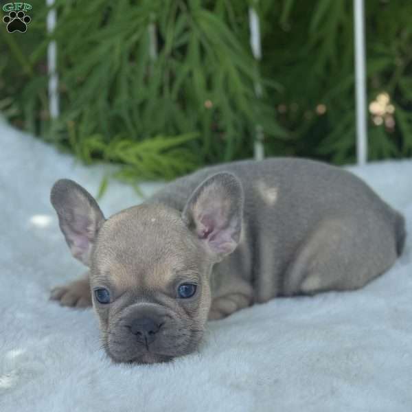 Brooke, French Bulldog Puppy