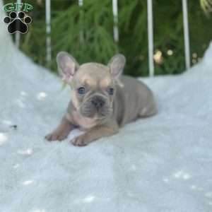 Brooke, French Bulldog Puppy