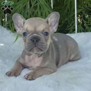 Brooke, French Bulldog Puppy