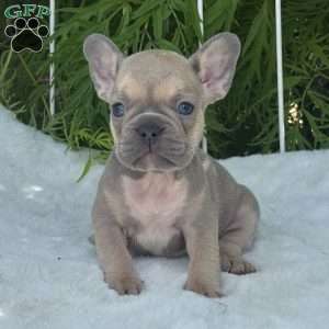 Brooke, French Bulldog Puppy
