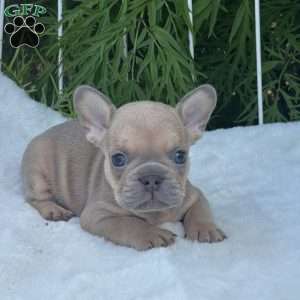 Brooke, French Bulldog Puppy