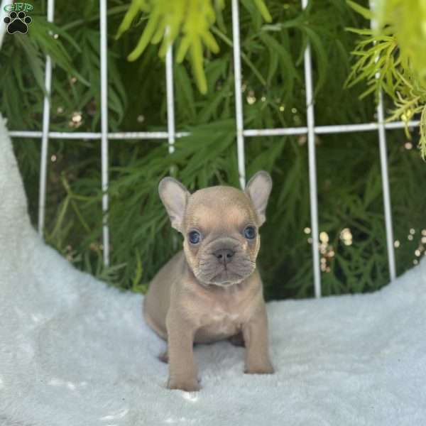 Brody, French Bulldog Puppy