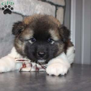 Teddy, Akita Puppy