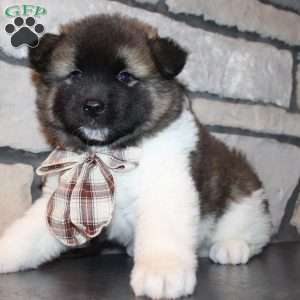 Teddy, Akita Puppy