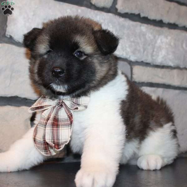 Teddy, Akita Puppy
