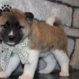 Juno, Akita Puppy