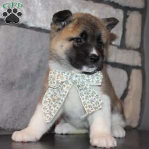 Juno, Akita Puppy