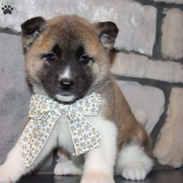 Juno, Akita Puppy
