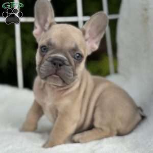 Canyon, French Bulldog Puppy