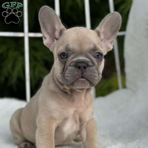 Canyon, French Bulldog Puppy