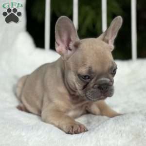Canyon, French Bulldog Puppy