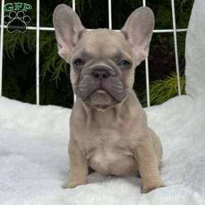 Canyon, French Bulldog Puppy