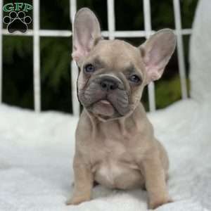 Canyon, French Bulldog Puppy
